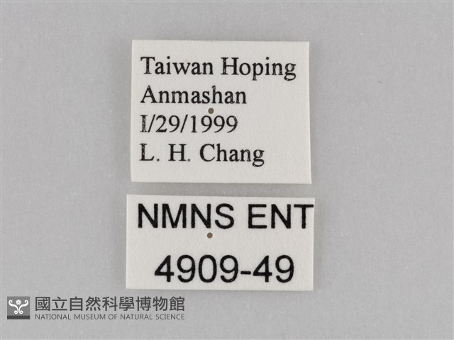 紅星脈蛺蝶藏品圖，第3張