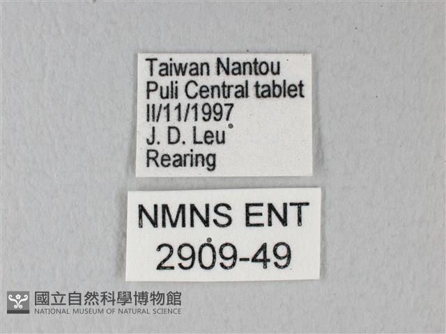 緣點白粉蝶藏品圖，第3張