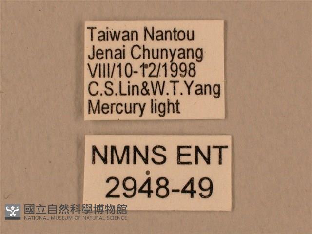 背中白天蛾藏品圖，第3張