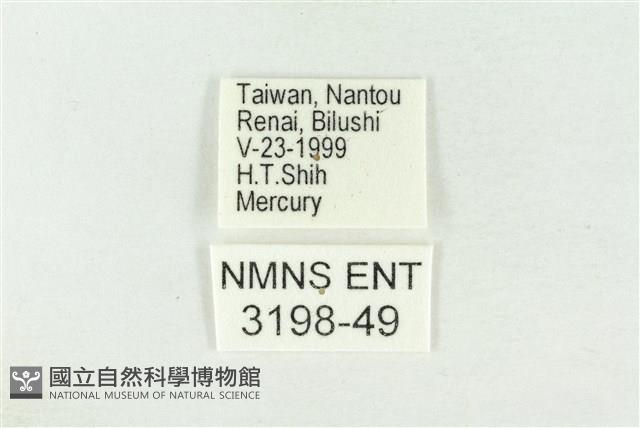 棍棒污燈蛾藏品圖，第3張