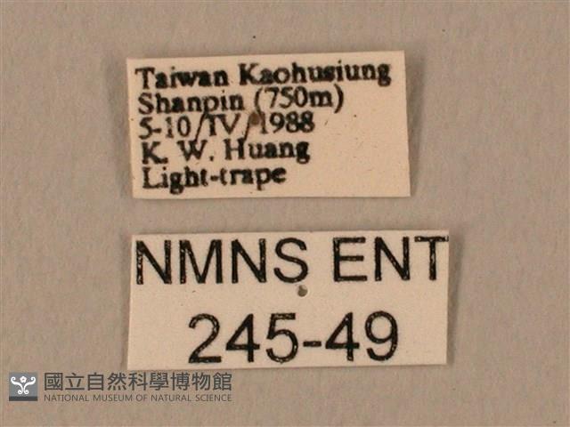 臀角斑天蛾藏品圖，第3張