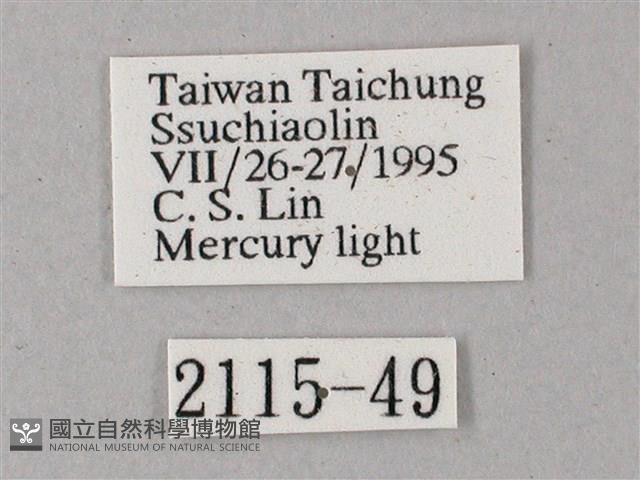 間斷斜紋天蛾藏品圖，第3張