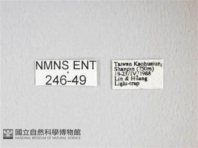 紅目天蠶蛾藏品圖，第3張