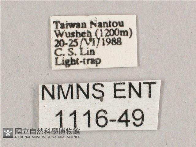 直翅六點天蛾藏品圖，第3張