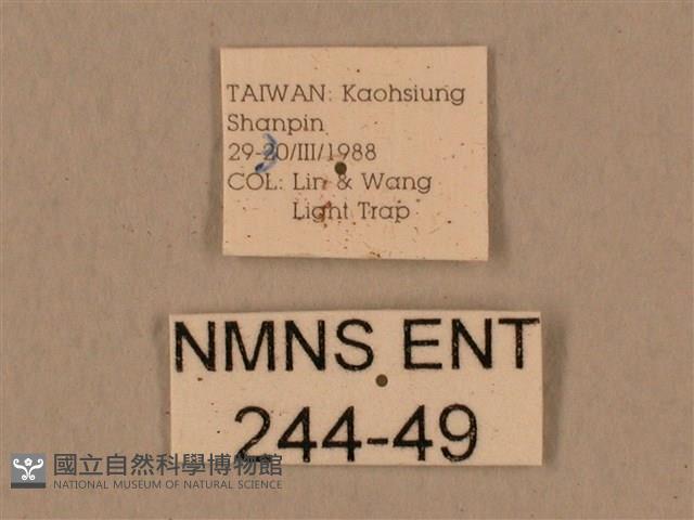 背中白天蛾藏品圖，第3張