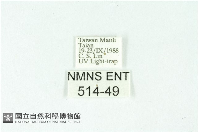 三條橙燈蛾藏品圖，第3張