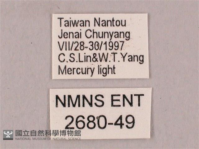 栗六點天蛾藏品圖，第3張