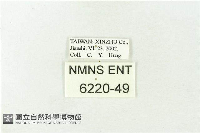 井上洒灰蝶藏品圖，第3張