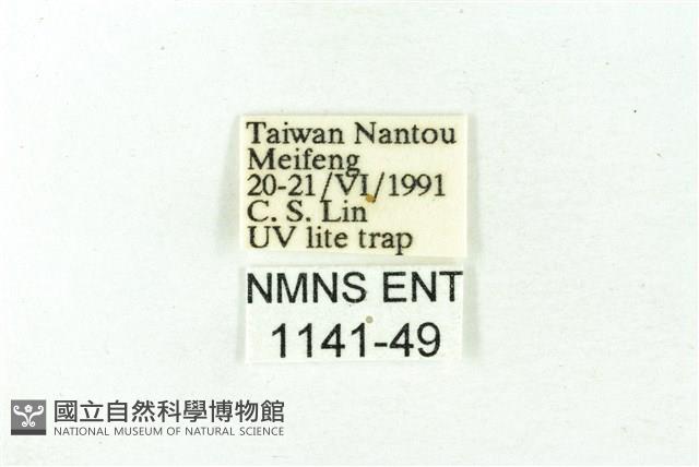 赭新污燈蛾藏品圖，第3張