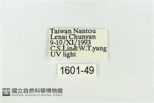 印華波紋蛾藏品圖，第3張