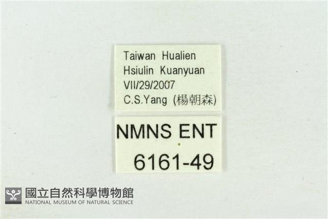 高山鐵灰蝶藏品圖，第3張
