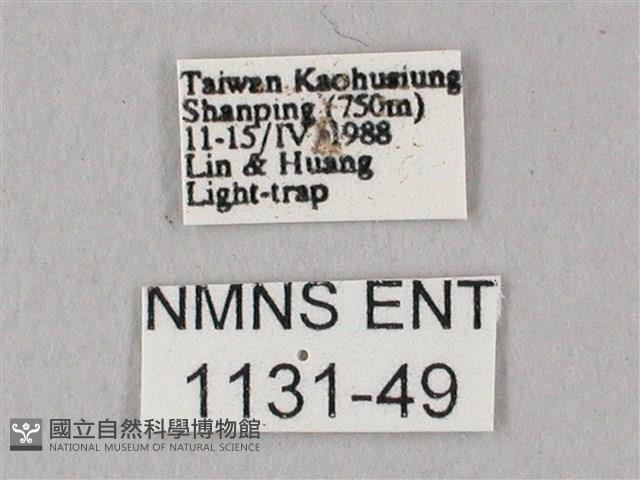 白點天蛾 藏品圖，第3張