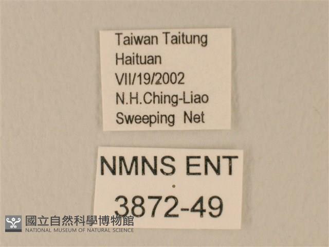 日本紫灰蝶藏品圖，第3張