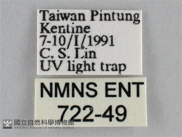 一點擬燈蛾藏品圖，第3張