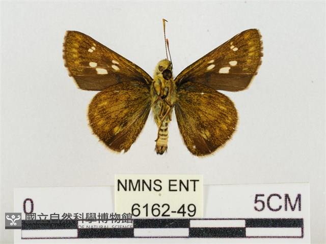 昏列弄蝶藏品圖，第3張