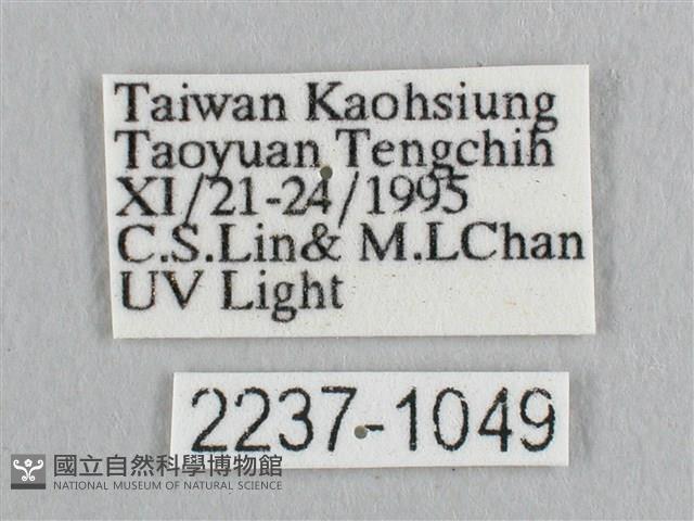 彎黑黃鉤蛾藏品圖，第3張