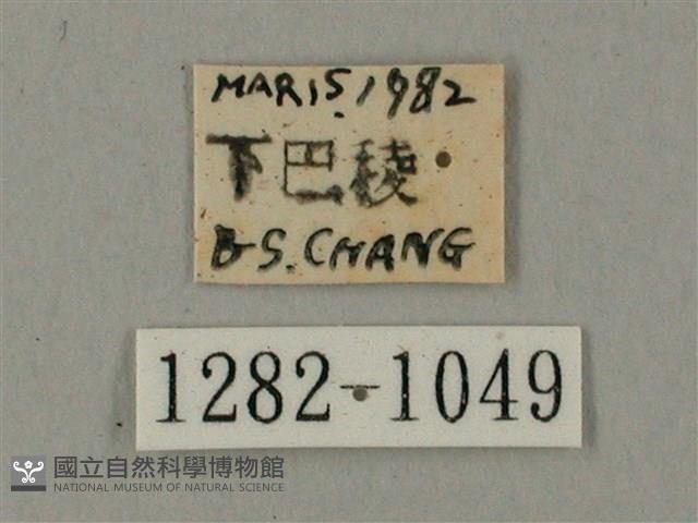 臺灣鋸翅天蛾藏品圖，第3張