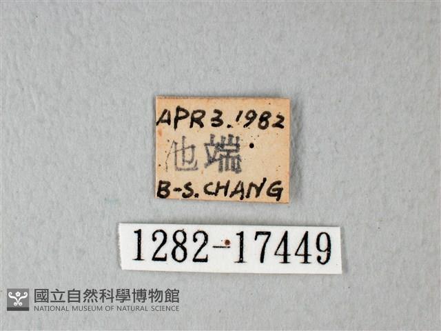 緣點白粉蝶藏品圖，第3張