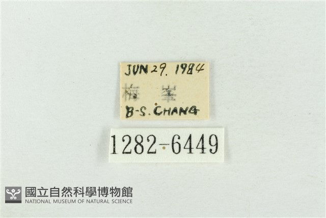 臺灣銀斑異波紋蛾藏品圖，第3張