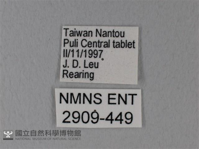 白粉蝶、紋白蝶藏品圖，第3張