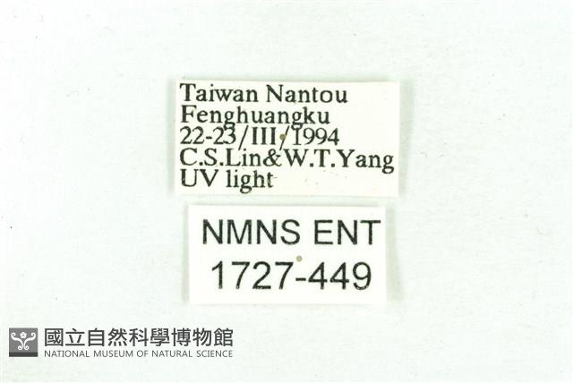 乳白斑燈蛾藏品圖，第3張