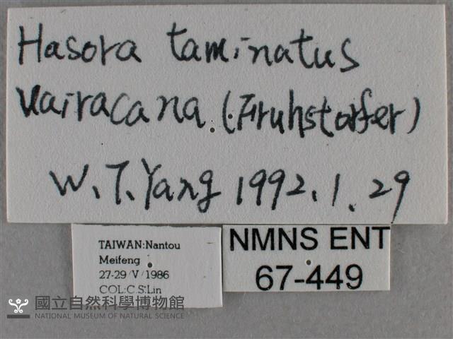 圓翅絨弄蝶藏品圖，第3張