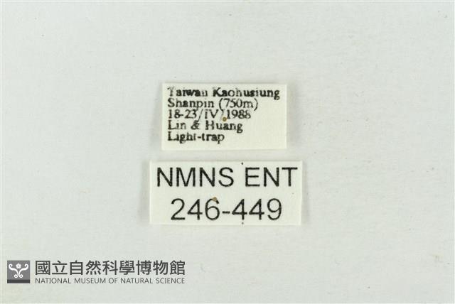 連珠波紋蛾藏品圖，第3張