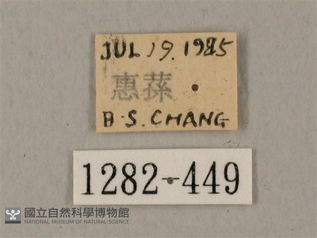 鋸線天蛾藏品圖，第3張