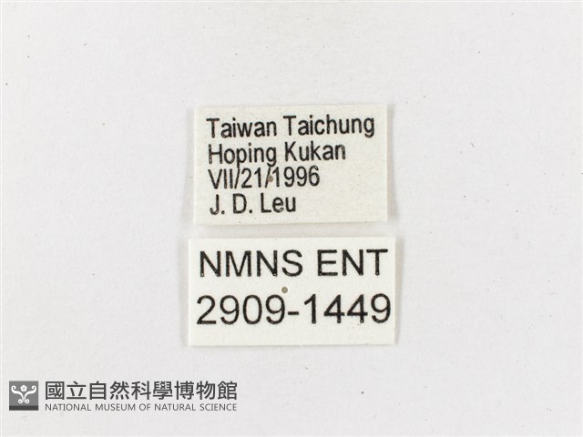 布氏蔭眼蝶藏品圖，第3張