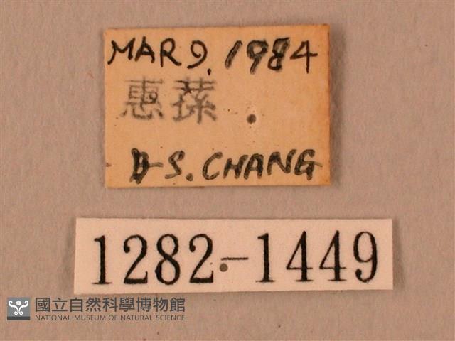 白星天蛾藏品圖，第3張