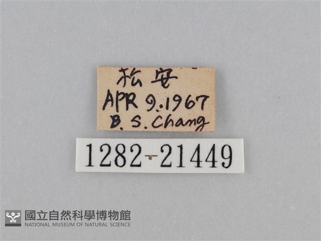 江崎波眼蝶藏品圖，第3張
