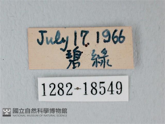 流星絹粉蝶藏品圖，第3張