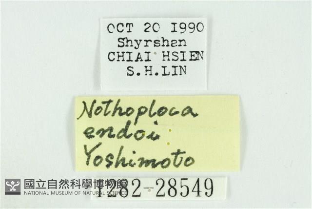 遠藤氏波紋蛾藏品圖，第3張