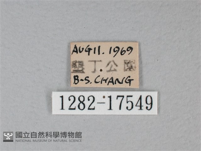 白裳貓蛺蝶藏品圖，第3張