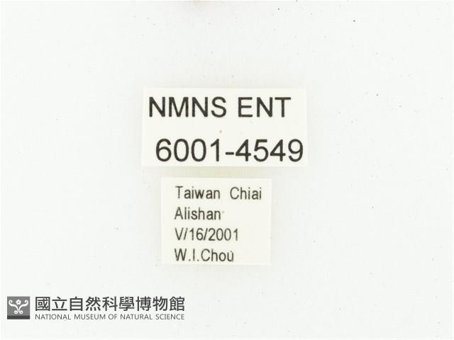 巴蘭陷紋金龜藏品圖，第2張