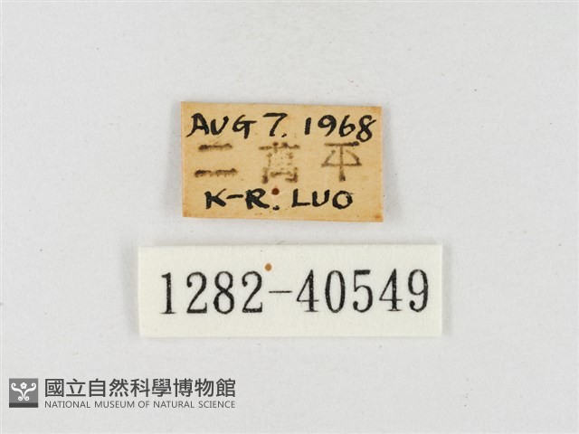 星黃蝶藏品圖，第3張