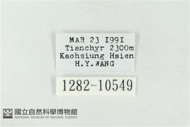 帶波紋蛾藏品圖，第3張