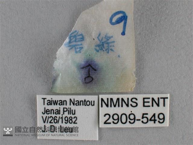 臺灣榿翠灰蝶藏品圖，第3張