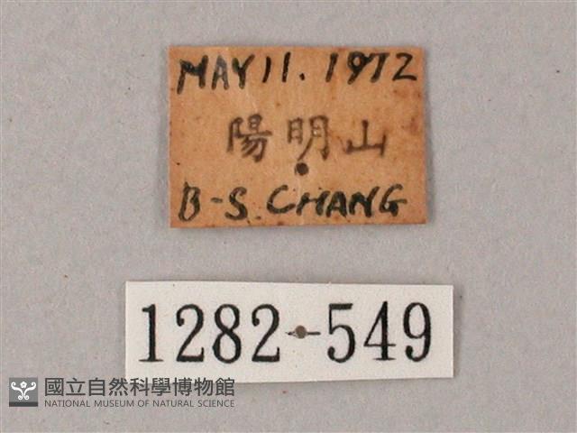 藏斜紋天蛾藏品圖，第3張