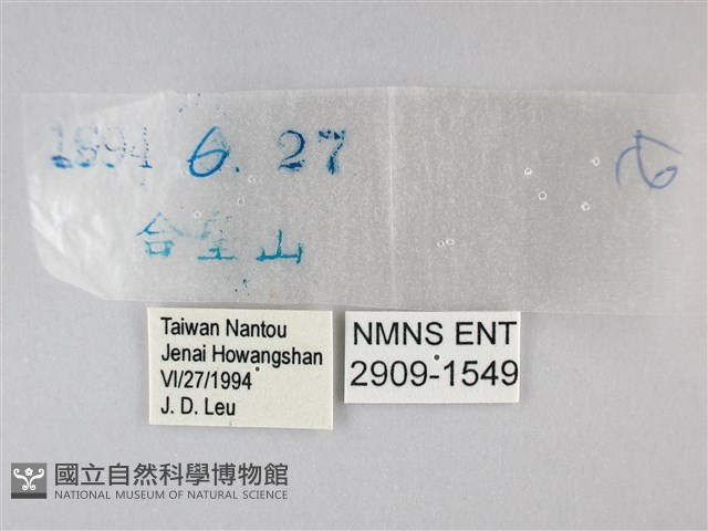臺灣黛眼蝶藏品圖，第3張