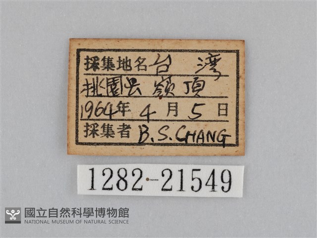 江崎波眼蝶藏品圖，第3張
