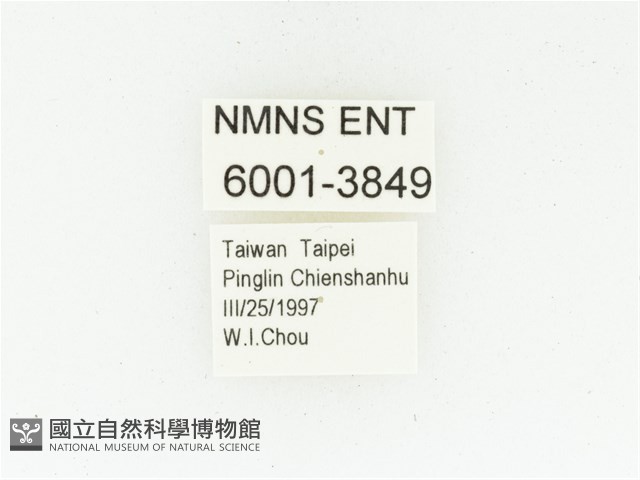 黑斑陷紋金龜藏品圖，第2張