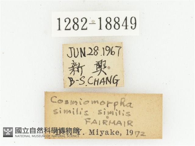 臺灣高山褐騷金龜藏品圖，第2張