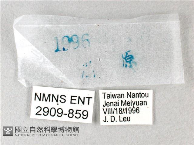 長翅弄蝶藏品圖，第3張