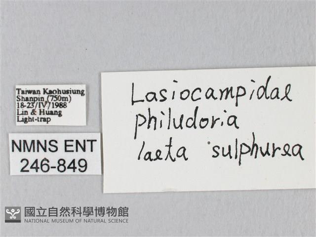 竹黃斜帶枯葉蛾藏品圖，第3張