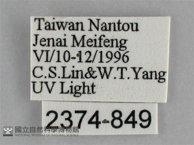 雙峰霜尺蛾藏品圖，第3張