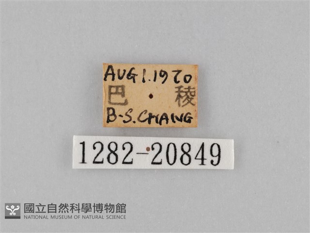 褐翅蔭眼蝶藏品圖，第3張