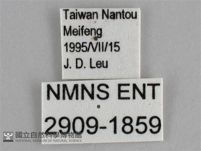 大幽眼蝶藏品圖，第3張