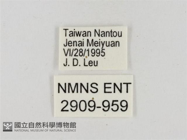 淡褐脈粉蝶藏品圖，第3張