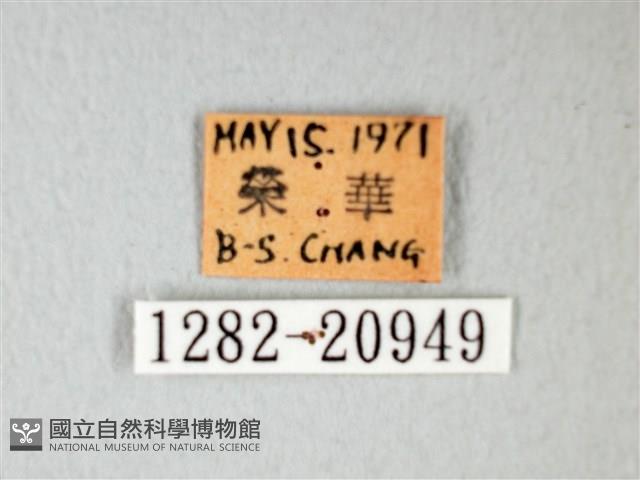 細邊琉灰蝶藏品圖，第3張